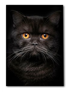 Cuadro gato negro elegante de 50x35cm lienzografía - canvasde OSGESTUDIO