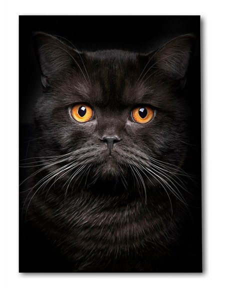 Cuadro gato negro elegante de 50x35cm lienzografía - canvasde OSGESTUDIO