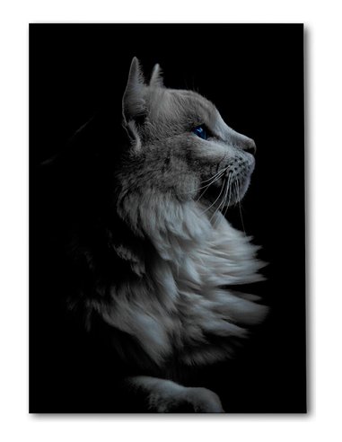 Cuadro gato perfil elegante de 50x35cm lienzografía - canvas