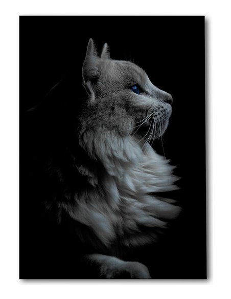 Cuadro gato perfil elegante de 50x35cm lienzografía - canvas