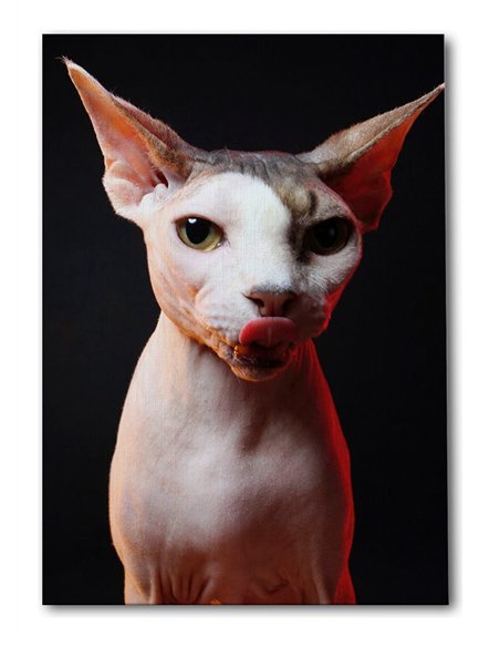 Cuadro gato esfinge audaz de 50x35cm lienzografía - canvas