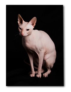 Cuadro gato esfinge elegante de 50x35cm lienzografía canvas