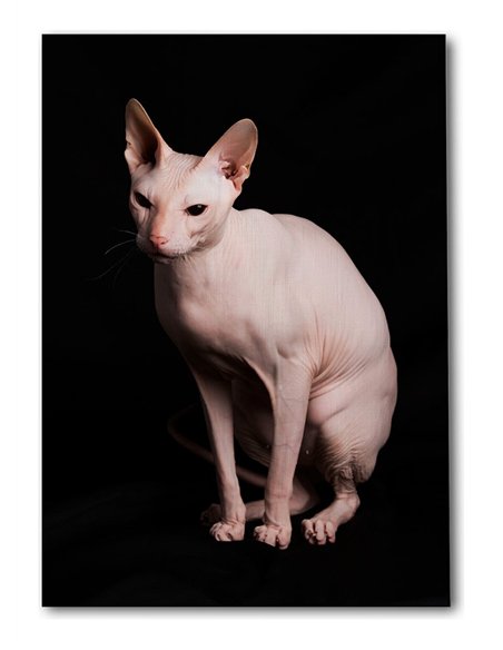 Cuadro gato esfinge elegante de 50x35cm lienzografía canvas