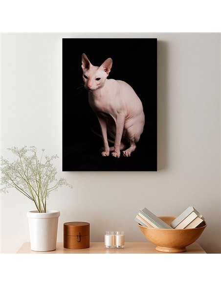 Cuadro gato esfinge elegante de 50x35cm lienzografía canvas