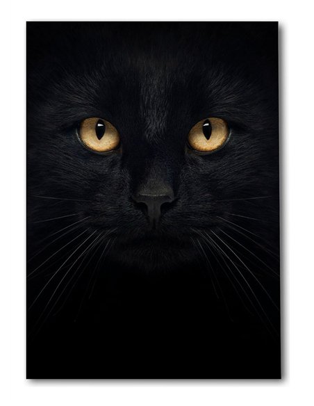 Cuadro decorativo gato negro 50x35cm lienzografía - canvas