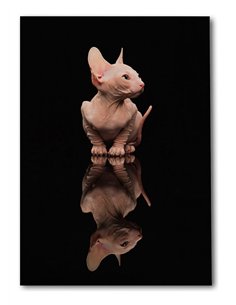 Cuadro gato reflejo moderno 50x35cm lienzografía - canvas