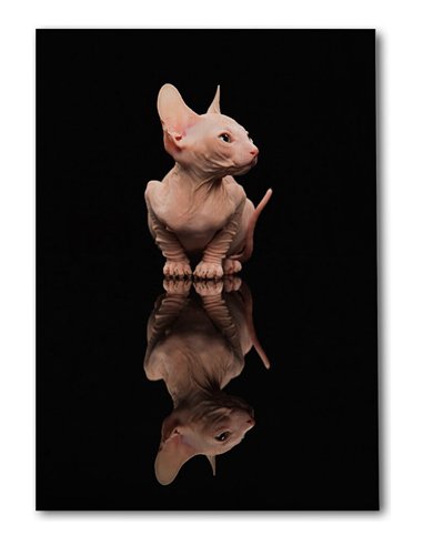 Cuadro gato reflejo moderno 50x35cm lienzografía - canvas