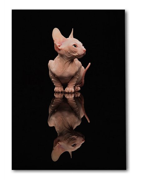 Cuadro gato reflejo moderno 50x35cm lienzografía - canvas