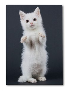 Cuadro gato blanco tierno 50x35cm lienzografía - canvas