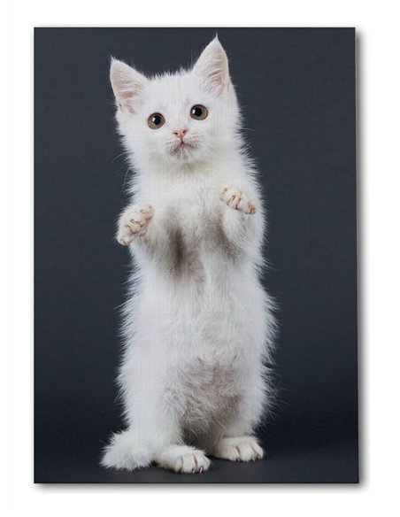 Cuadro gato blanco tierno 50x35cm lienzografía - canvas