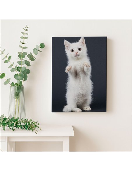 Cuadro gato blanco tierno 50x35cm lienzografía - canvas