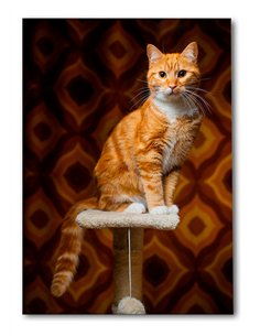 Cuadro gato naranja retro 50x35cm lienzografía - canvas