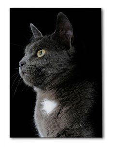 Cuadro gato gris elegante 50x35cm lienzografía - canvas