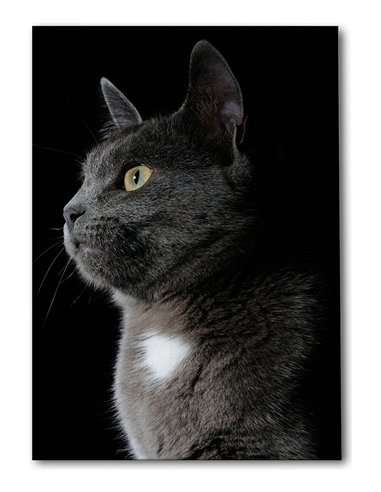 Cuadro gato gris elegante 50x35cm lienzografía - canvas