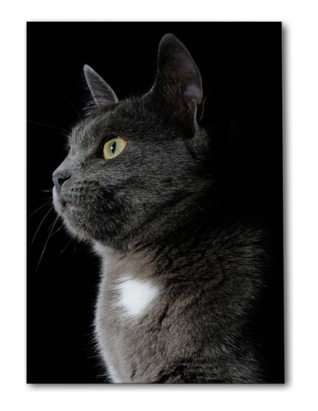 Cuadro gato gris elegante 50x35cm lienzografía - canvas