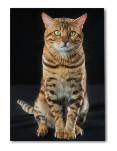 Cuadro gato bengala real 50x35cm lienzografía - canvas