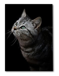 Cuadro gato gris mirada zen 50x35cm lienzografía - canvas