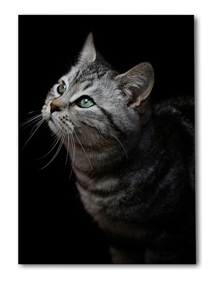 Cuadro gato gris mirada zen 50x35cm lienzografía - canvas