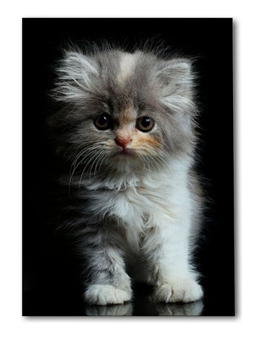 Cuadro gatito tierno esponjoso 50x35cm lienzografía - canvas