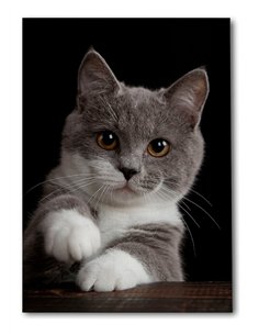 Cuadro gato gris tierno 50x35cm lienzografía - canvas