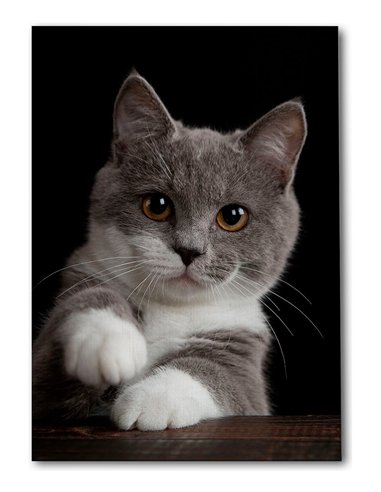 Cuadro gato gris tierno 50x35cm lienzografía - canvas