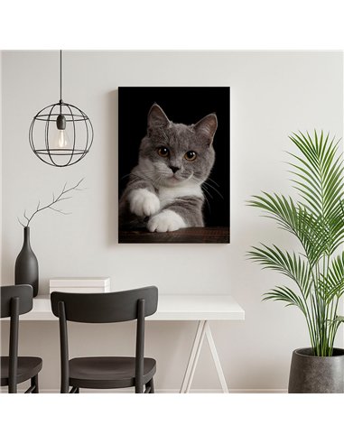 Cuadro gato gris tierno 50x35cm lienzografía - canvas