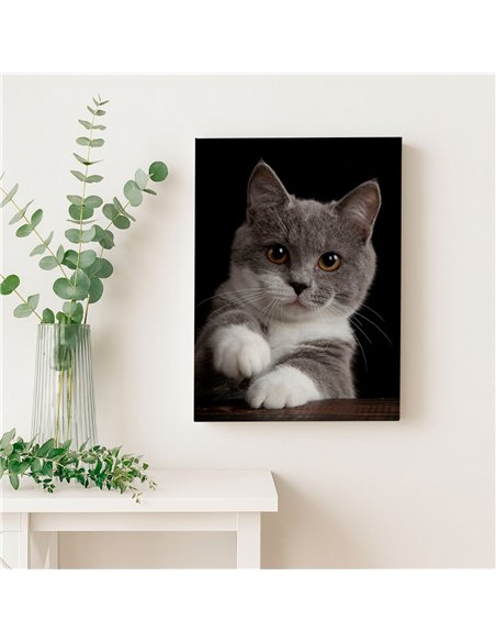Cuadro gato gris tierno 50x35cm lienzografía - canvas