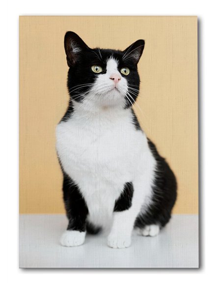 Cuadro gato blanco y negro 50x35cm lienzografía - canvas