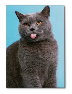 Cuadro gato lengua afuera 50x35cm lienzografía - canvas