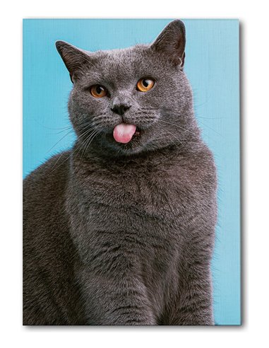 Cuadro gato lengua afuera 50x35cm lienzografía - canvas