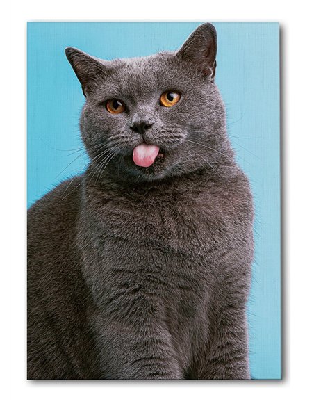Cuadro gato lengua afuera 50x35cm lienzografía - canvas