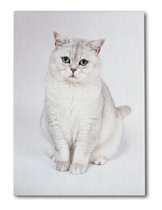 Cuadro gato blanco elegante 50x35cm lienzografía - canvas