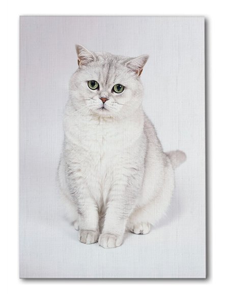 Cuadro gato blanco elegante 50x35cm lienzografía - canvas