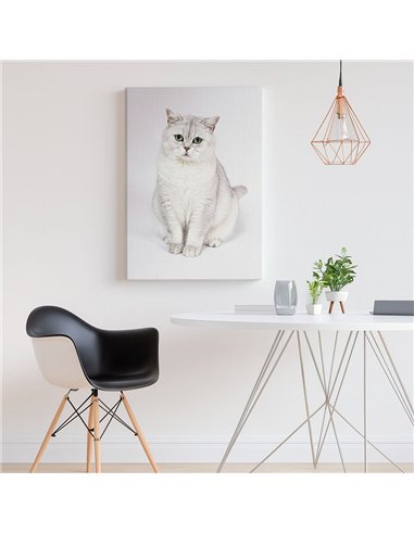 Cuadro gato blanco elegante 50x35cm lienzografía - canvas