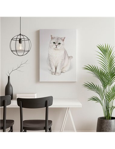 Cuadro gato blanco elegante 50x35cm lienzografía - canvas