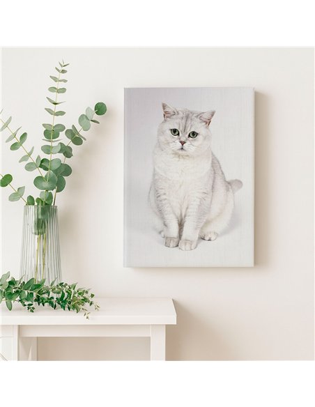 Cuadro gato blanco elegante 50x35cm lienzografía - canvas