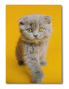 Cuadro gato ojos dorados 50x35cm lienzografía - canvas