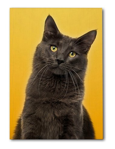 Cuadro gato estilo moderno 50x35cm lienzografía - canvas