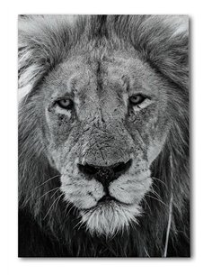 Cuadro león mirada firme 50x35cm lienzografía - canvas