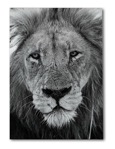 Cuadro león mirada firme 50x35cm lienzografía - canvas