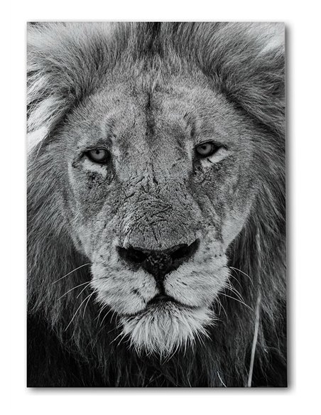 Cuadro león mirada firme 50x35cm lienzografía - canvas