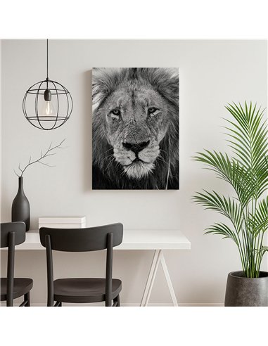 Cuadro león mirada firme 50x35cm lienzografía - canvas