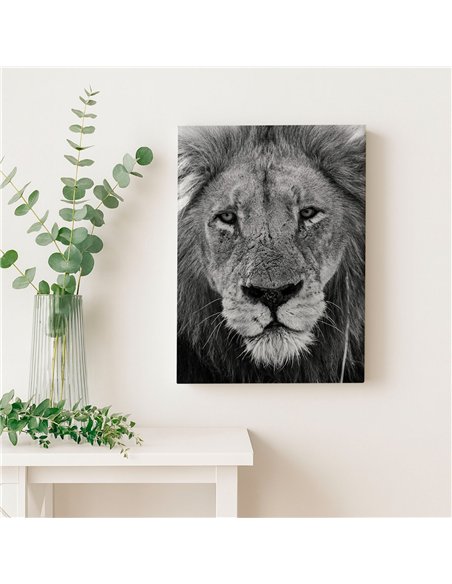 Cuadro león mirada firme 50x35cm lienzografía - canvas