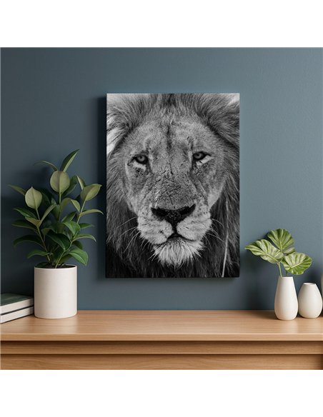 Cuadro león mirada firme 50x35cm lienzografía - canvas