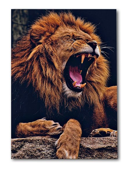 Cuadro león fiera rugiente 50x35cm lienzografía - canvas
