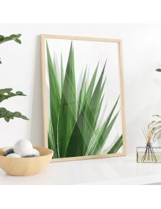 Cuadro Transparente Agave Leaf 30 X 40 Cm
