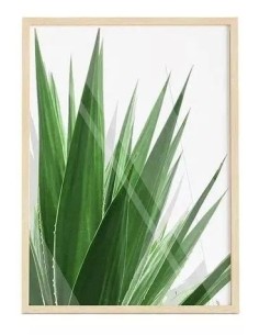 Cuadro Transparente Agave Leaf 30 X 40 Cm 2
