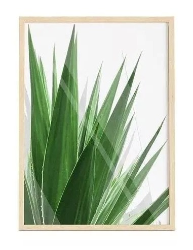 Cuadro Transparente Agave Leaf 30 X 40 Cm