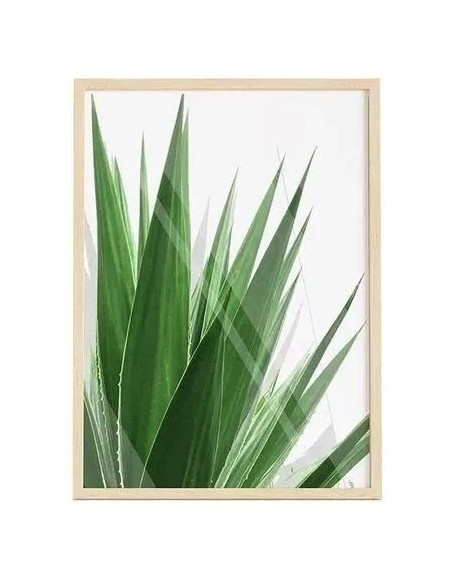 Cuadro Transparente Agave Leaf 30 X 40 Cm