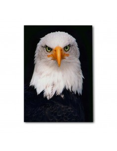 Cuadro Aguila de Mirada Firme en canvas Lienzografia de OSGESTUDIO